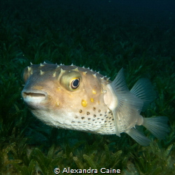 Yellow spotted burrfish, taken in Bannerfish Bay,Dahab, E... by Alexandra Caine 